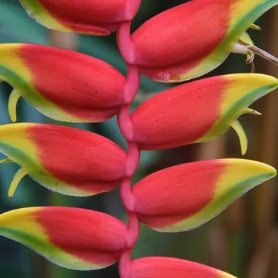 tropical crepe print, red and white flowers on green