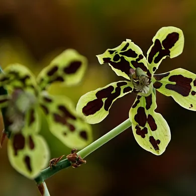 Orchid and white stripes