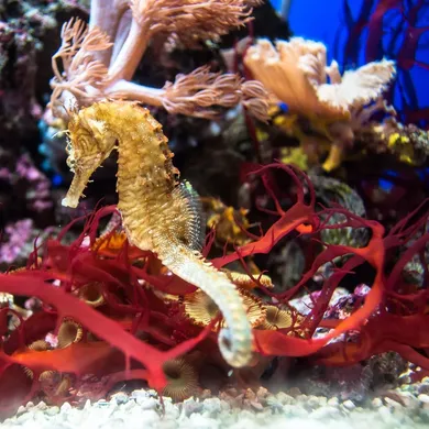Green Seahorses