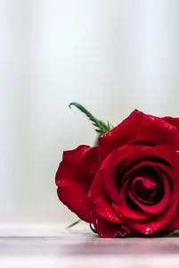 Delicate Roses Tami