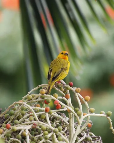 Berry Birds - Snuggle 2.0