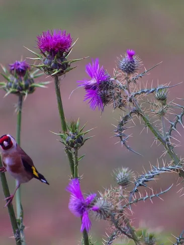 Aimee's Thistles in Cotton Lycra