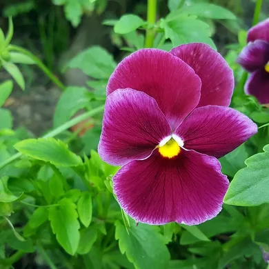 Light blue and white, pansies, DTY