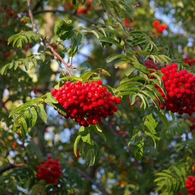 Berry Birds