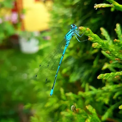 A teal linen-look background with digitally printed embroidered dragonflies
