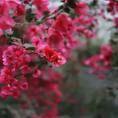 Paper Flowers