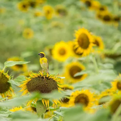 A charcoal herringbone texture with vibrant sunflowers