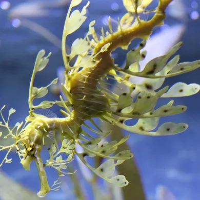Blue Seahorses