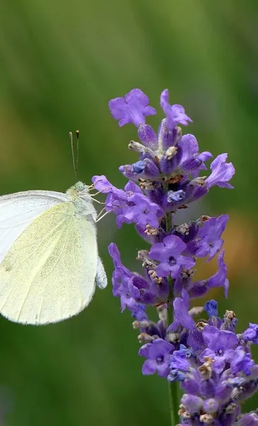 Lavender Brushed DTY with ivory pansies