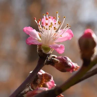Small Floral DTY with peach coloured flowers