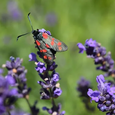 Lavender Scuba with White Polka Dots